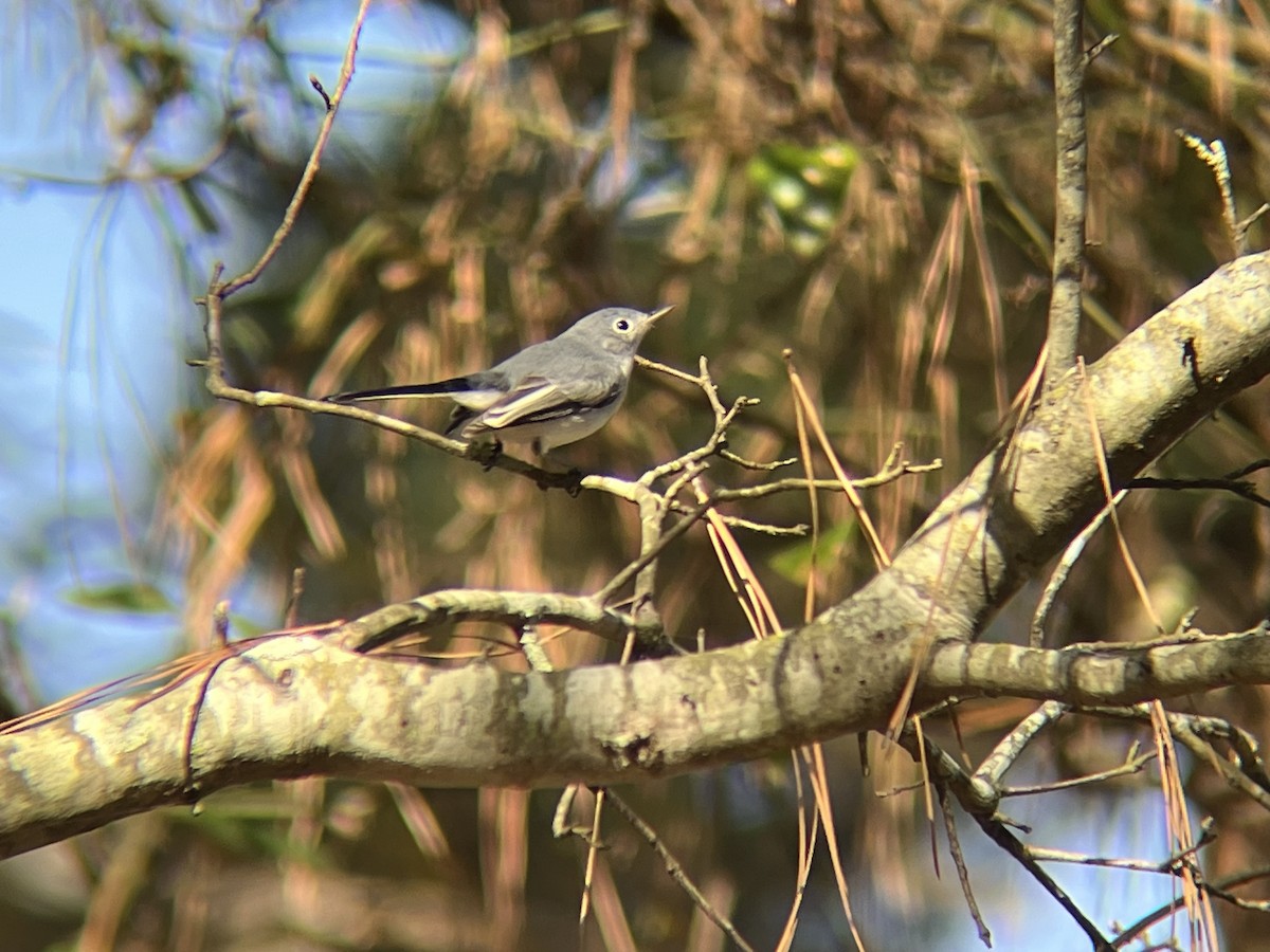 Blue-gray Gnatcatcher - ML645554890