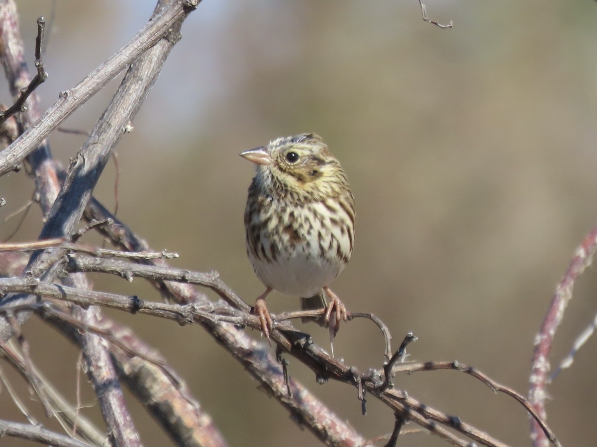 Savannah Sparrow (Savannah) - ML645554891