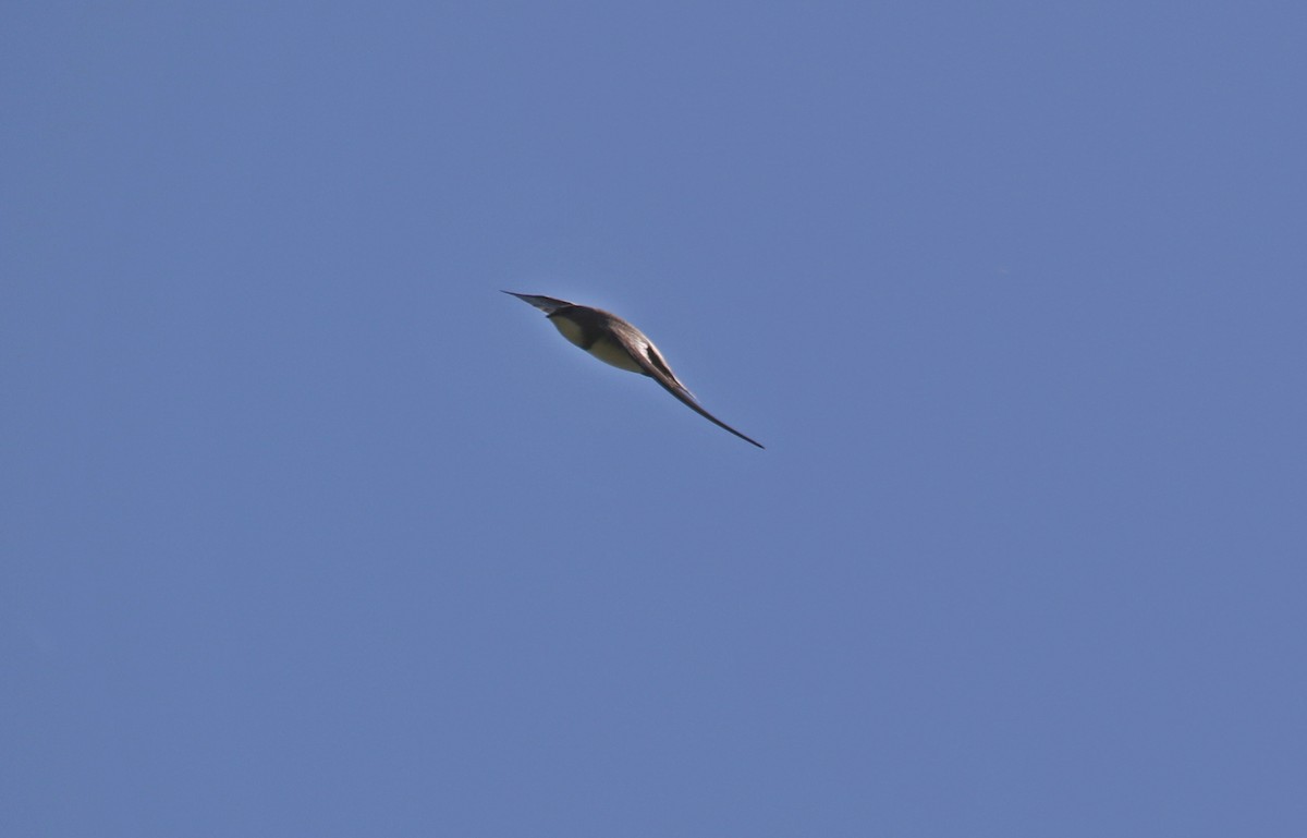 Alpine Swift - ML645554892