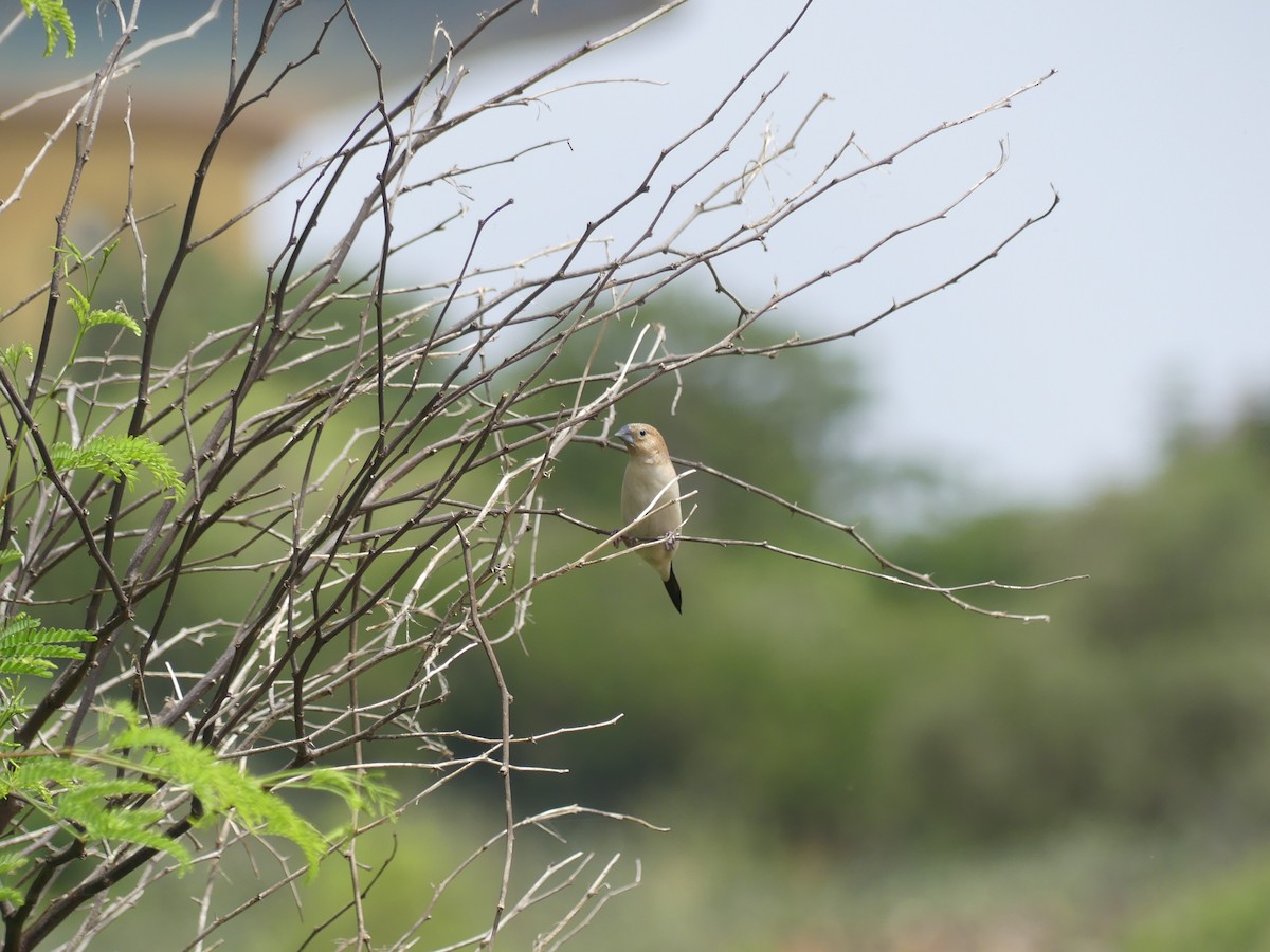 savannesølvnebb - ML645554896