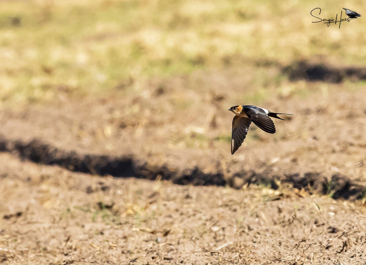 European Red-rumped Swallow - ML645554897