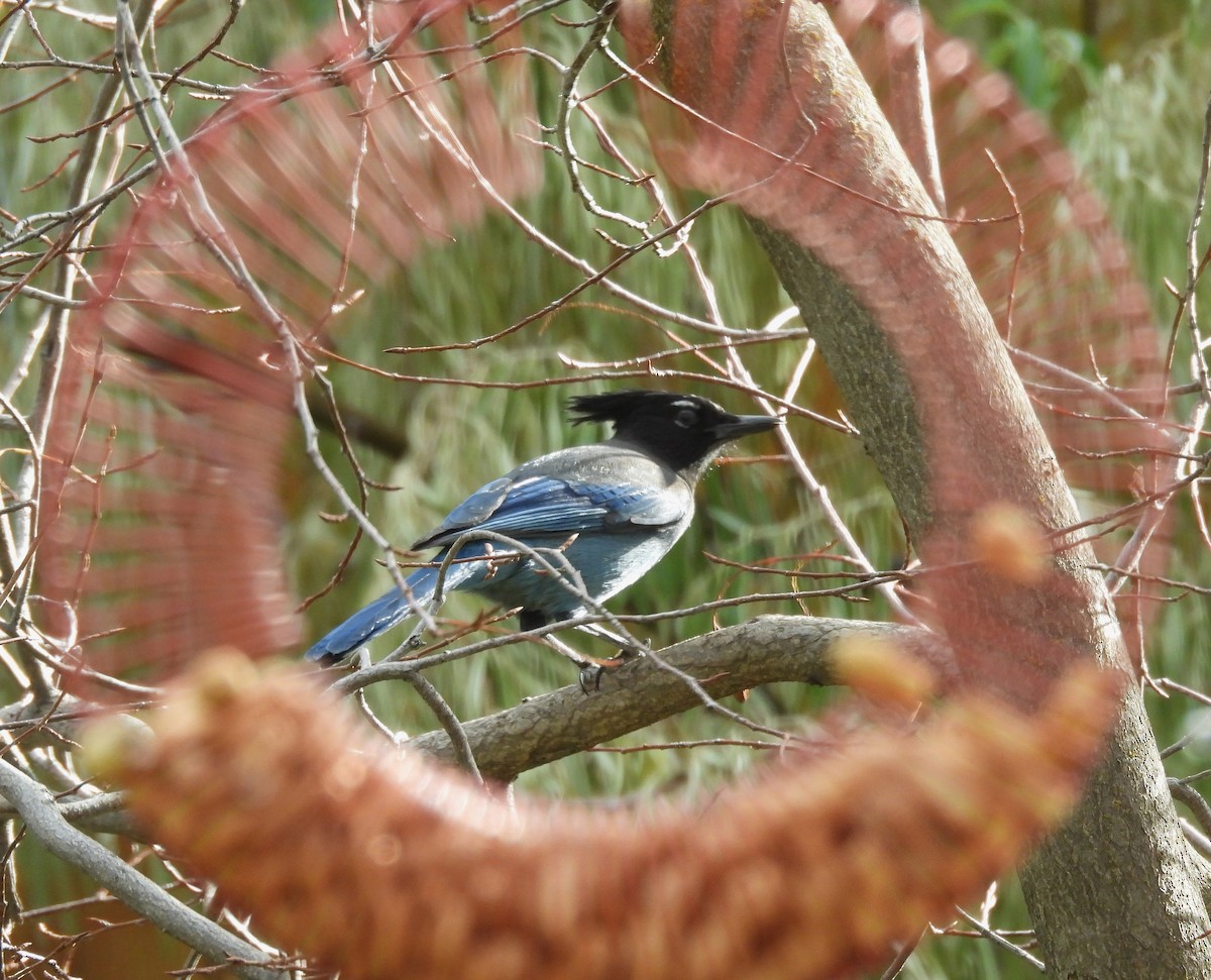 Steller's Jay - ML645554899