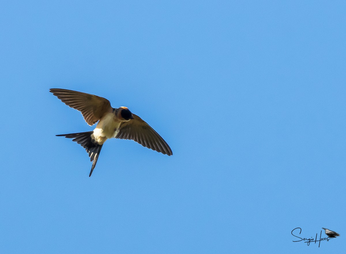 European Red-rumped Swallow - ML645554900