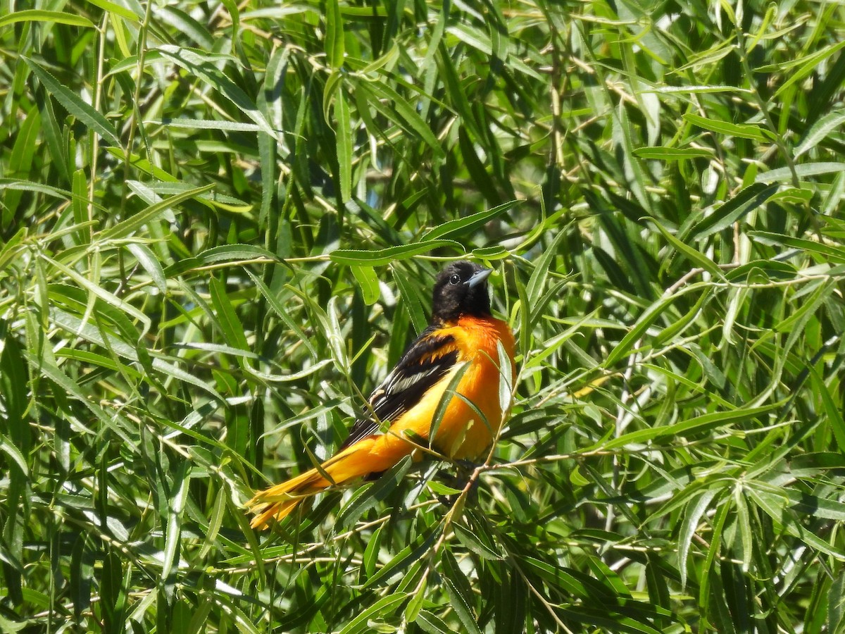 Балтиморский трупиал - ML645554903