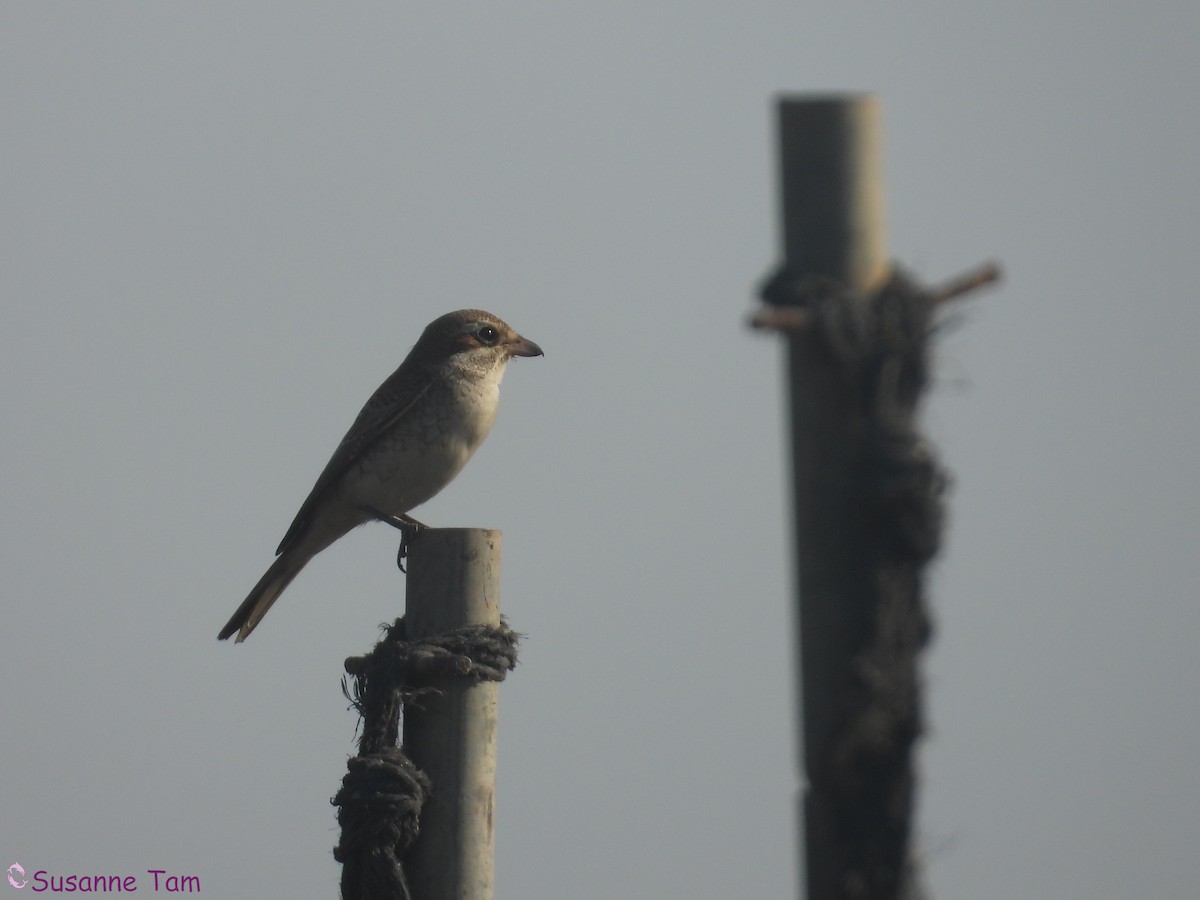 Red-backed Shrike - ML645554906