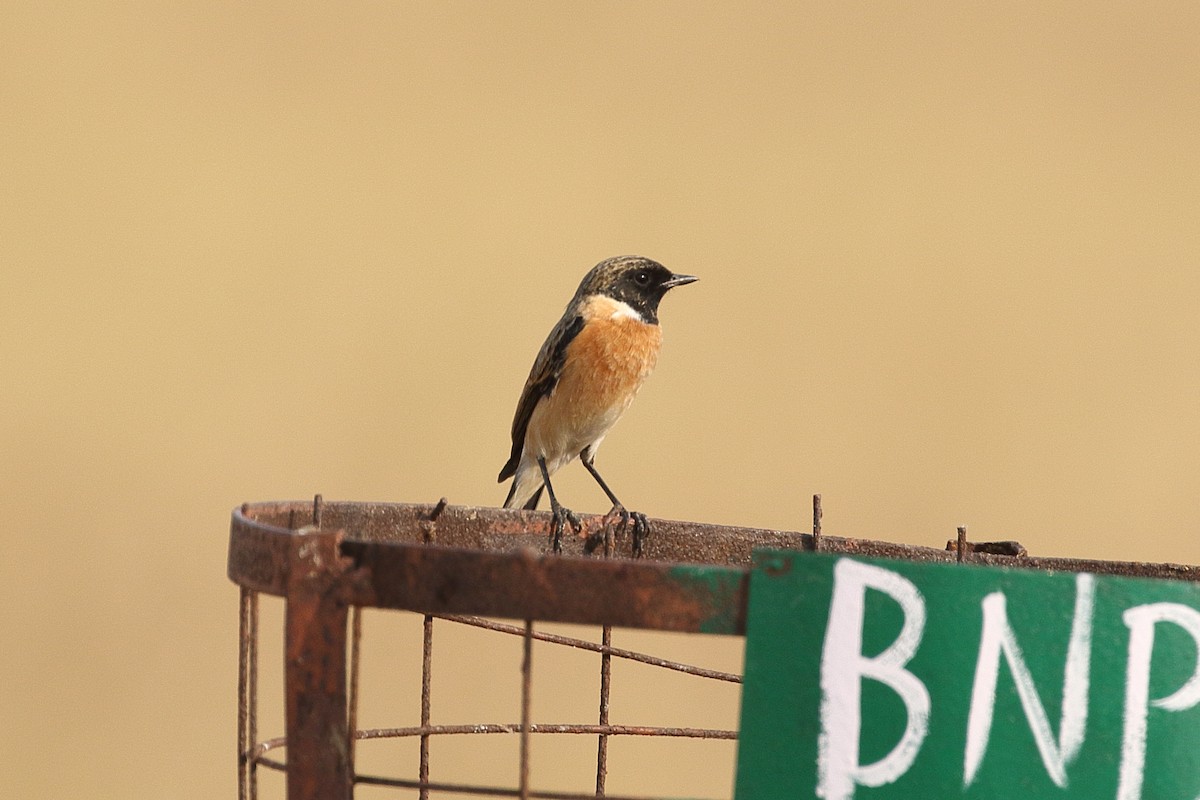 דוחל מזרחי - ML645554909