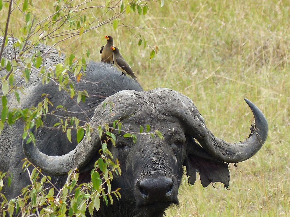 Yellow-billed Oxpecker - ML645554929