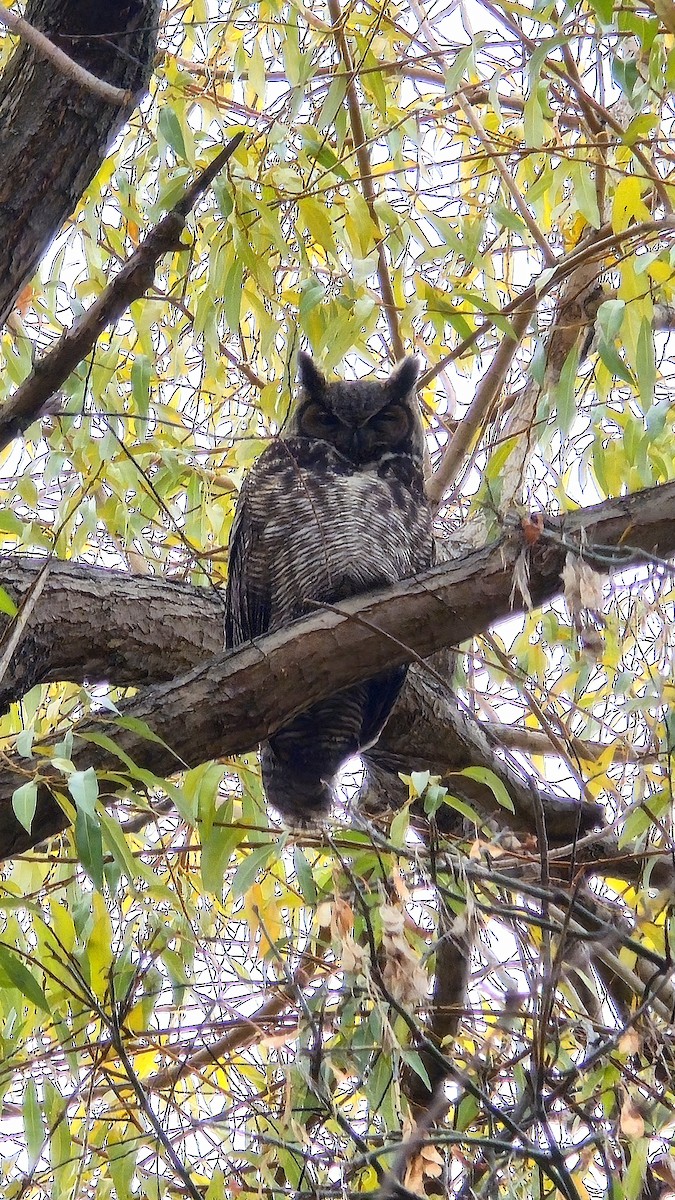 Great Horned Owl - ML645554932