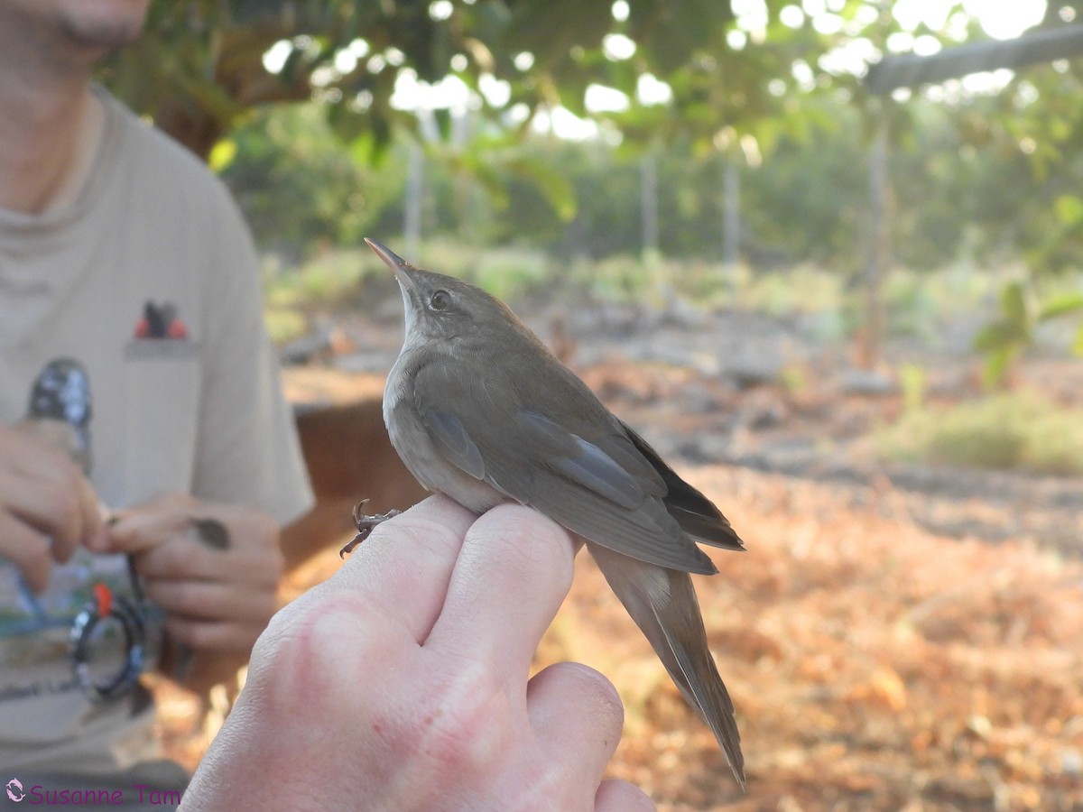 Savi's Warbler - ML645554943