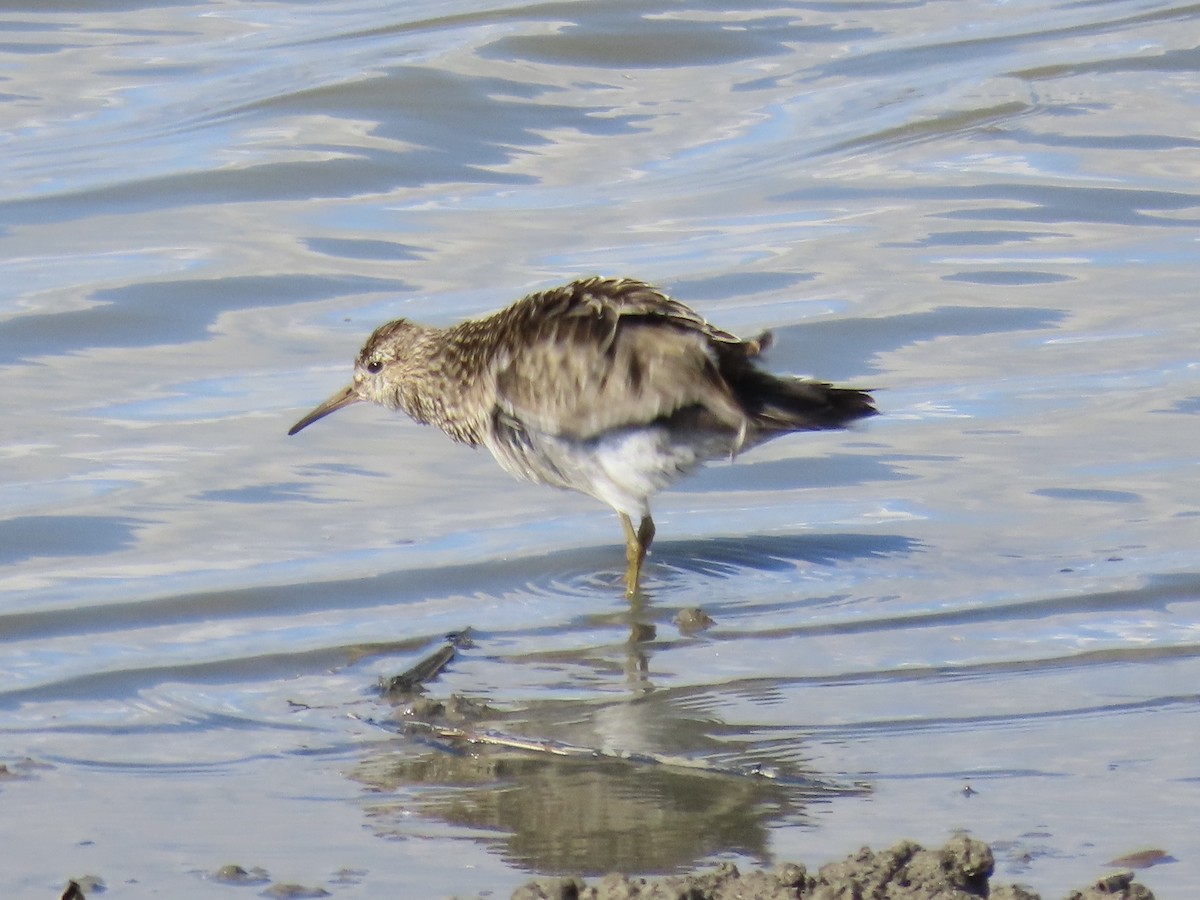 Дутыш - ML645554956