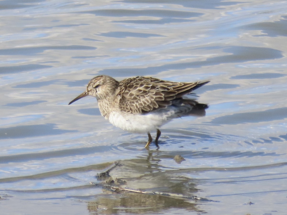 Дутыш - ML645554957