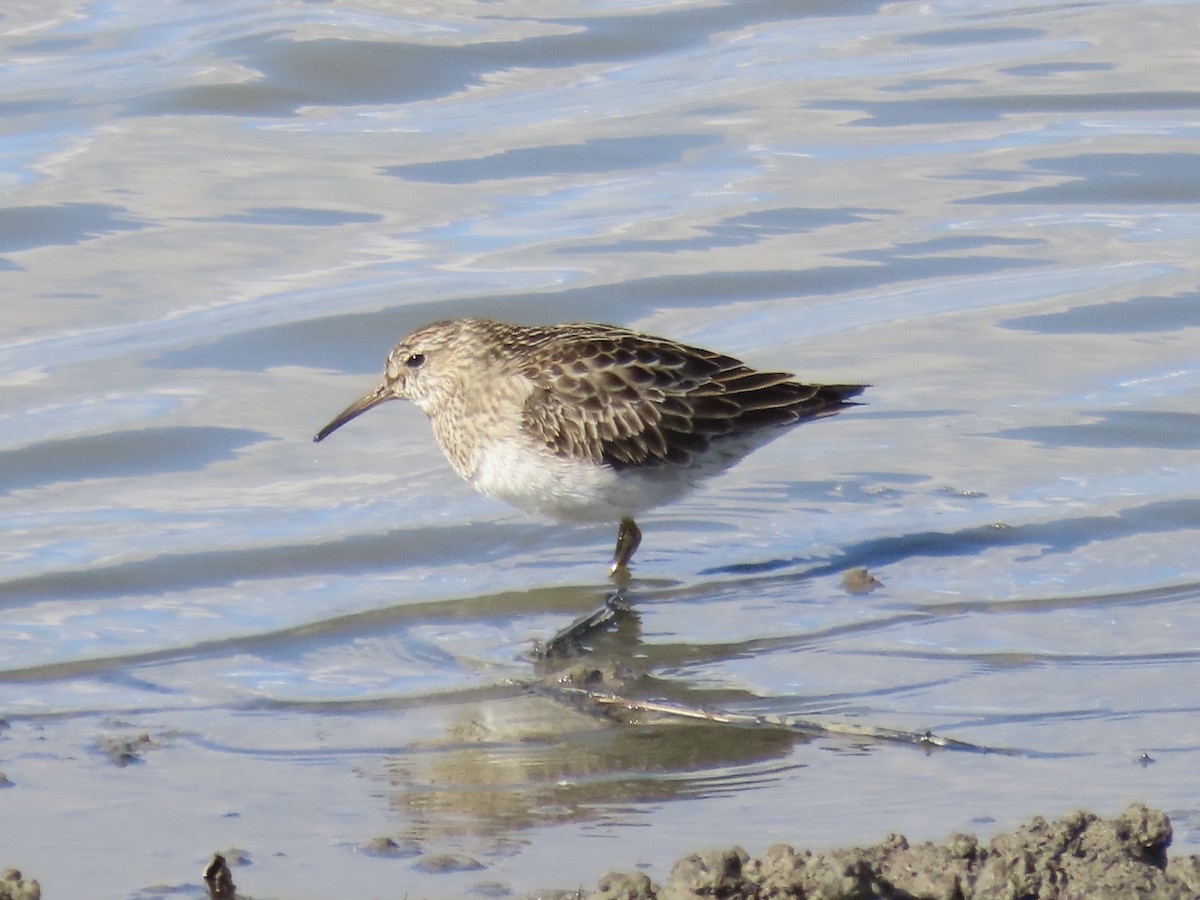 Дутыш - ML645554958