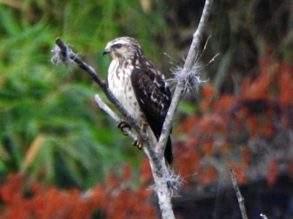 Канюк ширококрилий - ML645554961