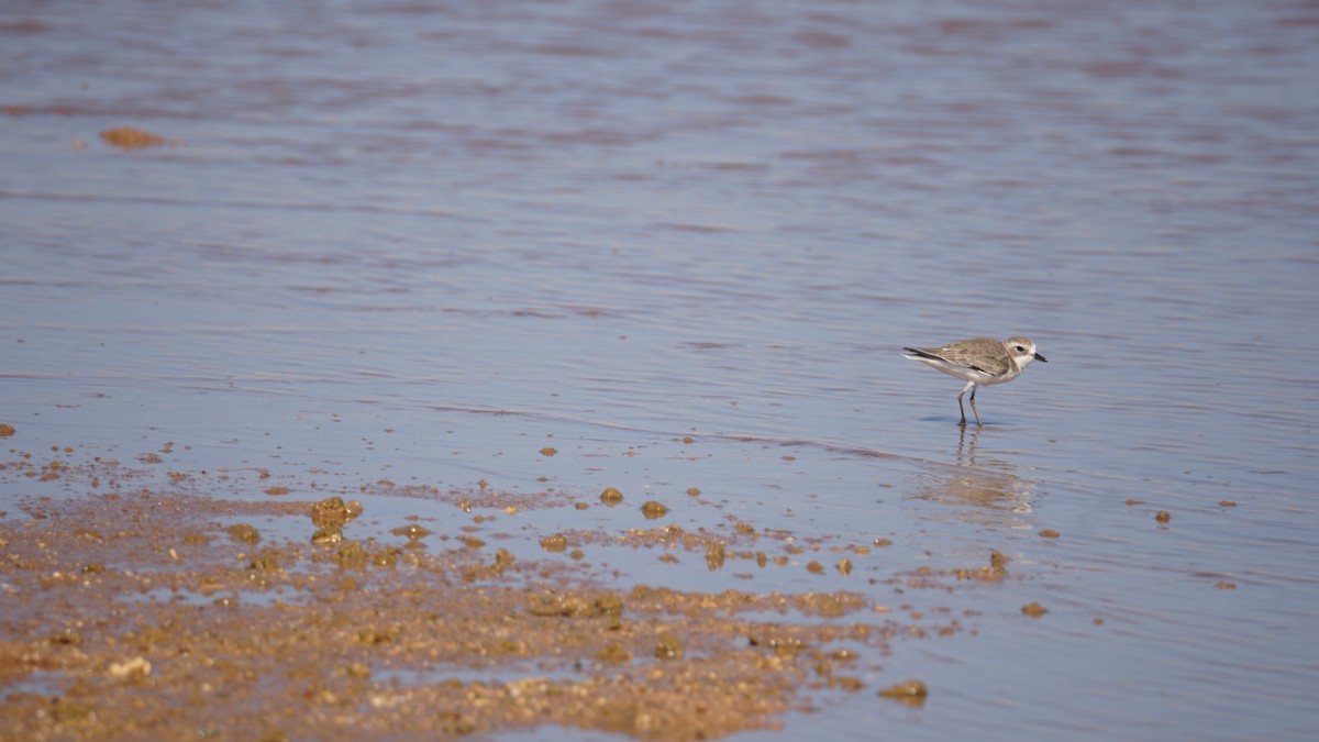 Tibet Cılıbıtı - ML645554963