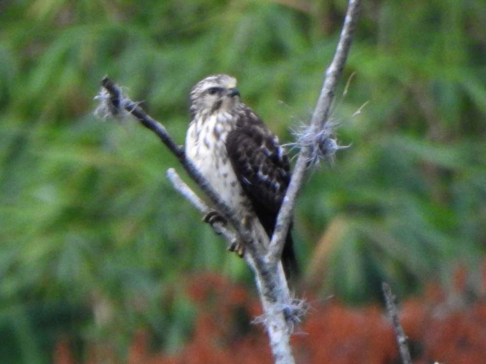 Канюк ширококрилий - ML645554964