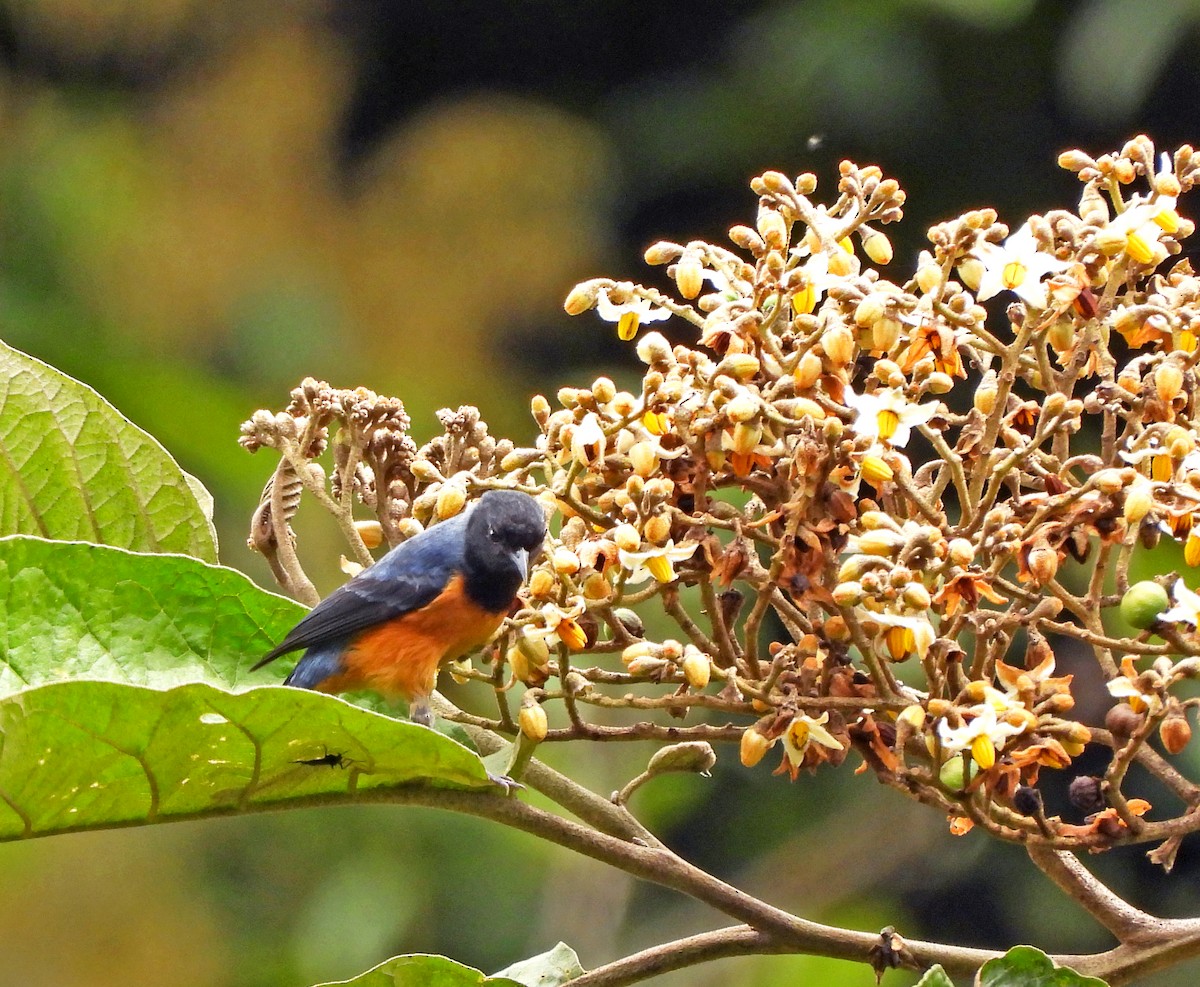 Blue-backed Conebill - ML645554966