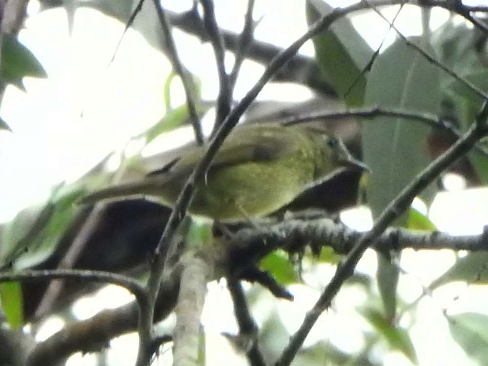 Тиранчик-мухолюб зелений - ML645554980