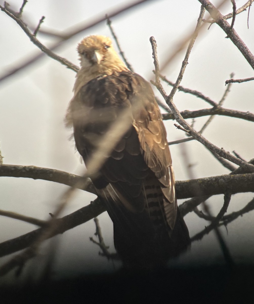 Yellow-headed Caracara - ML645554981