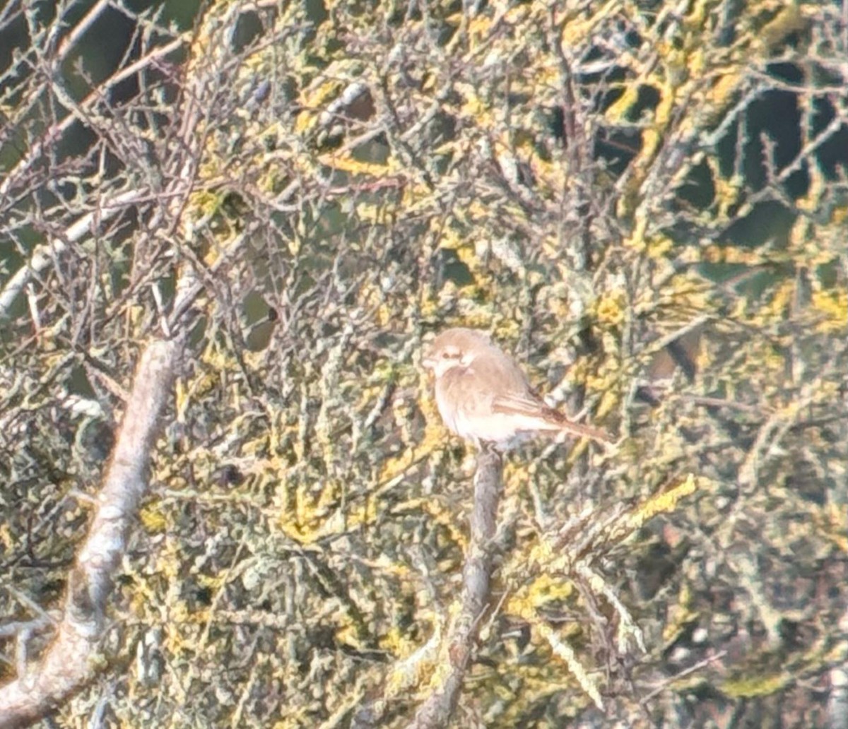 Antzandobi isabeldarra - ML645554987