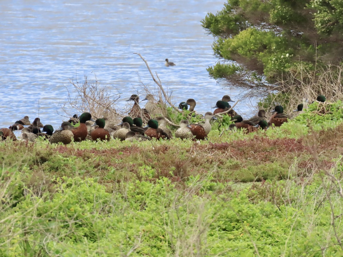 Chestnut Teal - ML645554992