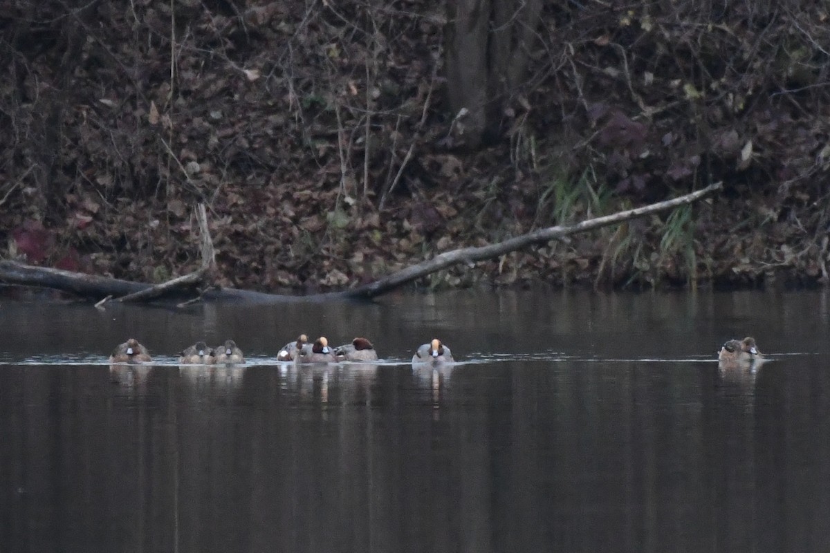 Eurasian Wigeon - ML645554995
