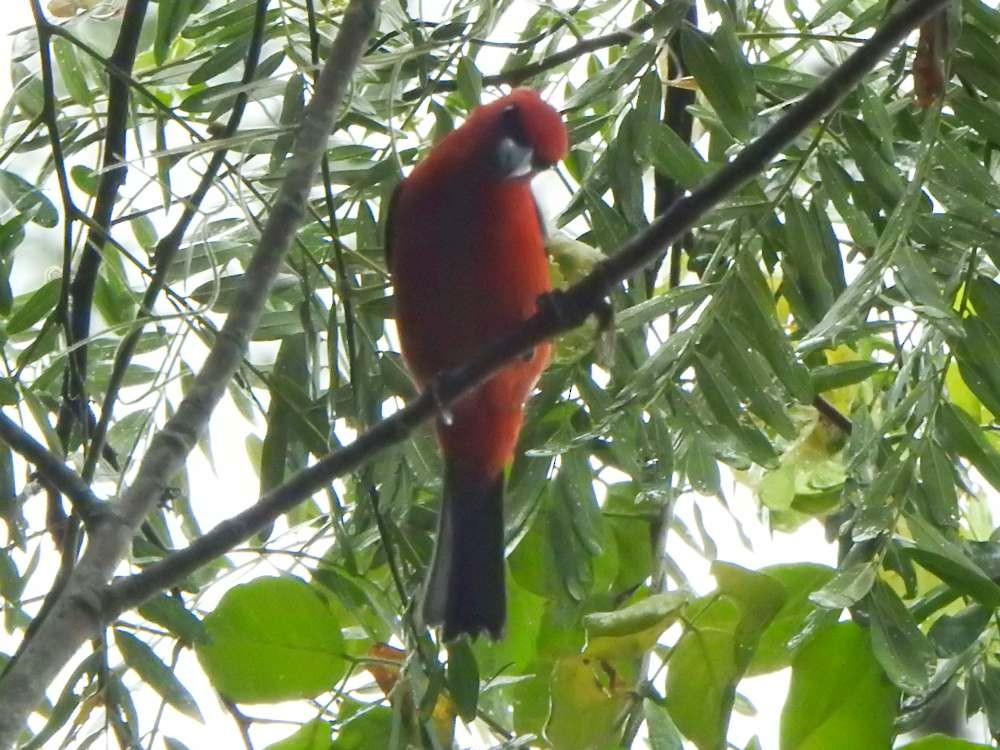 White-winged Tanager - ML645554997