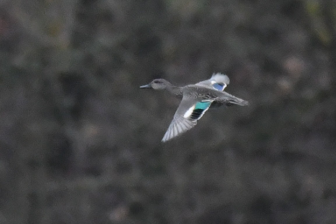 Green-winged Teal - ML645554999