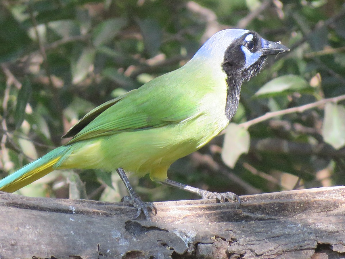 sojka zelenavá - ML645555003