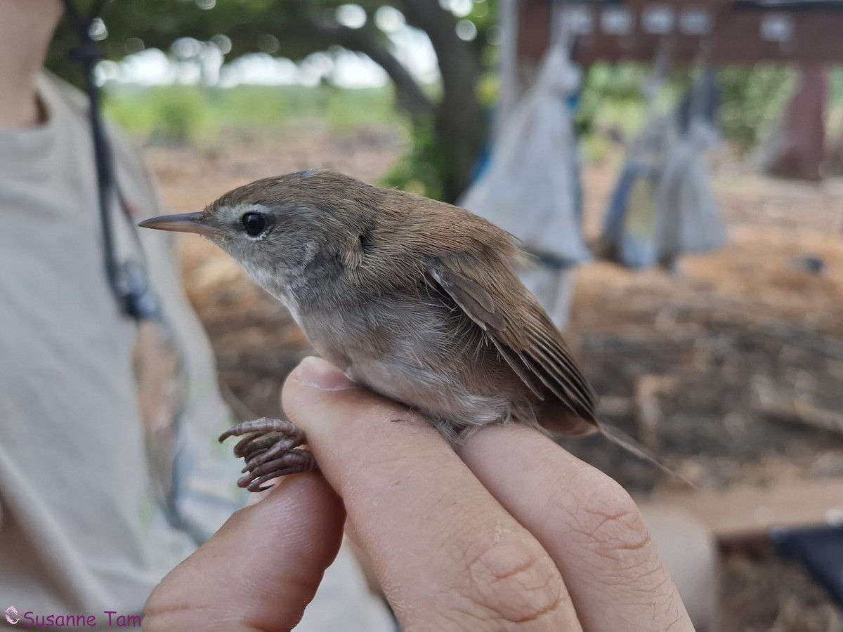 Cetti's Warbler - ML645555004