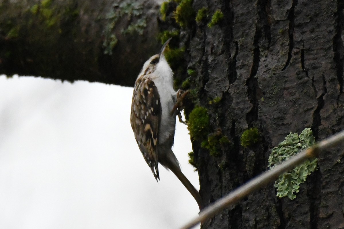 Eurasian Treecreeper - ML645555011