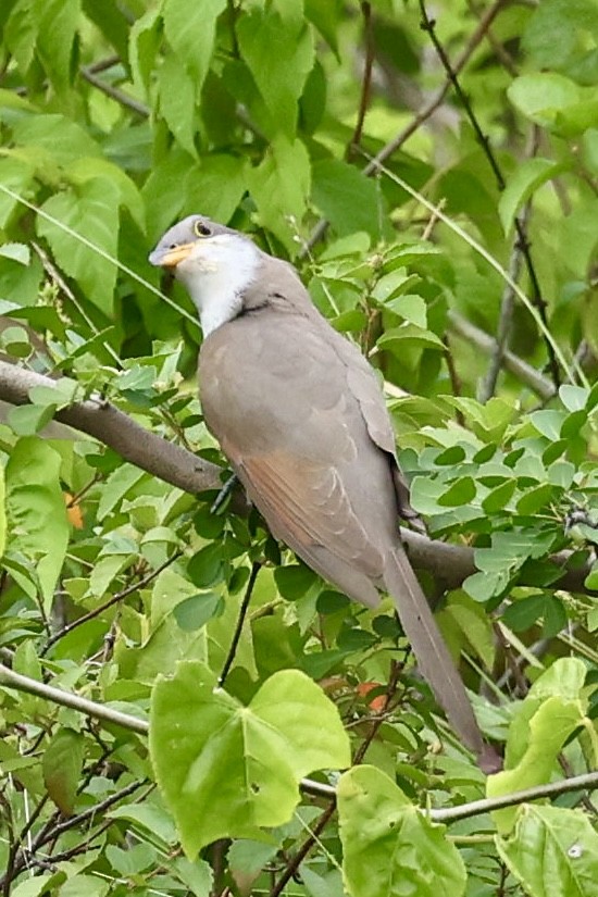 Yellow-billed Cuckoo - ML645555018