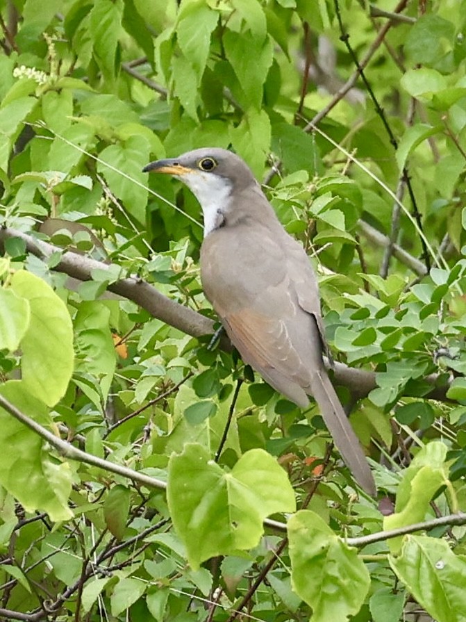 Yellow-billed Cuckoo - ML645555019