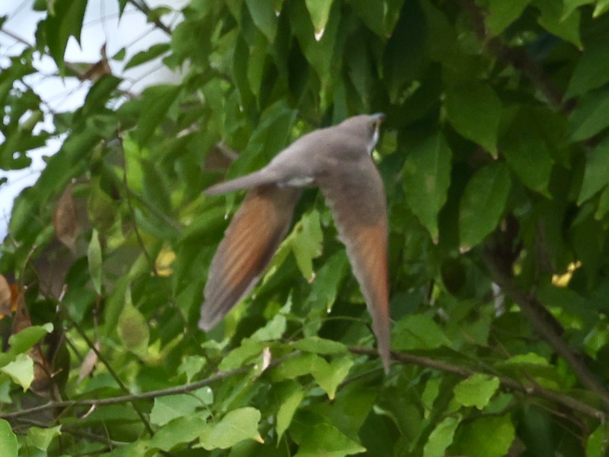 Yellow-billed Cuckoo - ML645555020