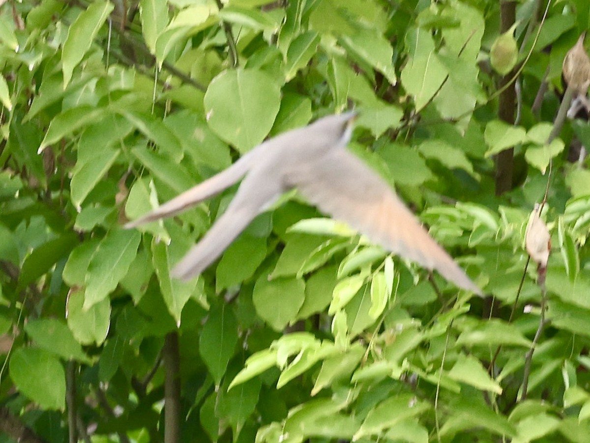 Yellow-billed Cuckoo - ML645555021