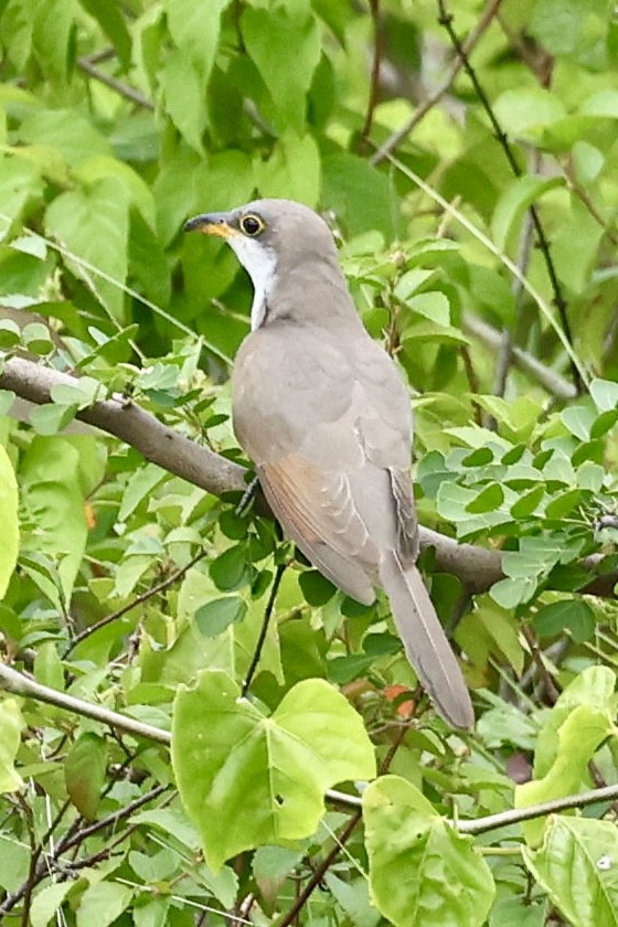 Yellow-billed Cuckoo - ML645555022