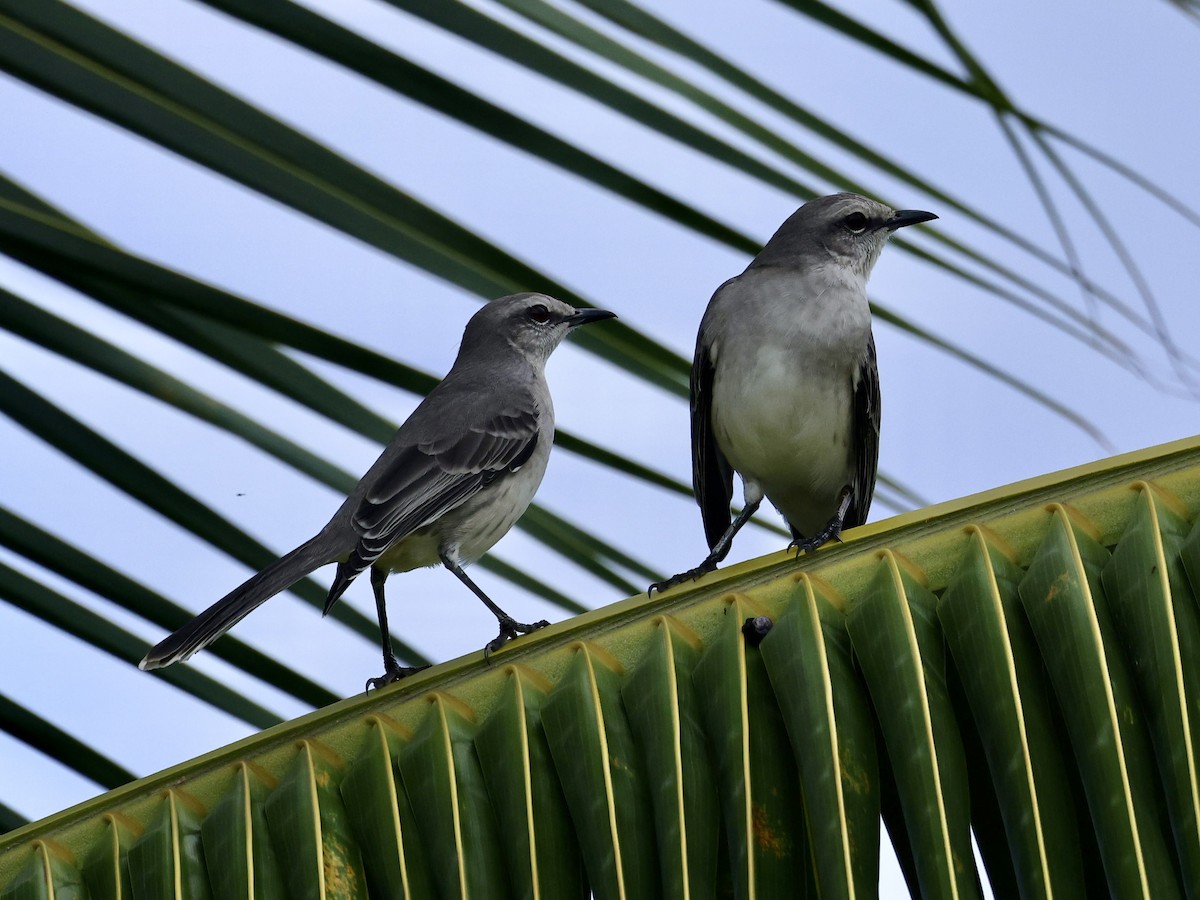 Tropikal Taklitçi - ML645555028