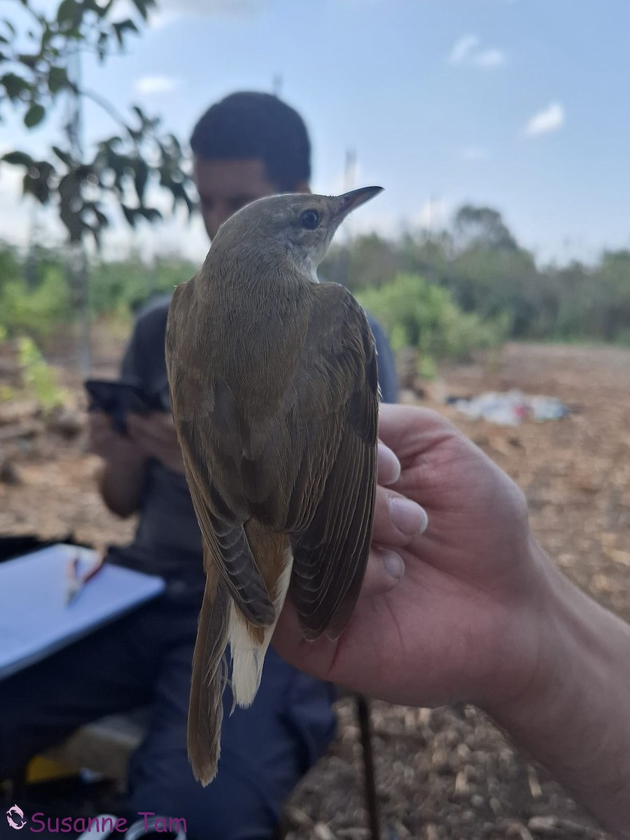 Common Reed Warbler - ML645555031