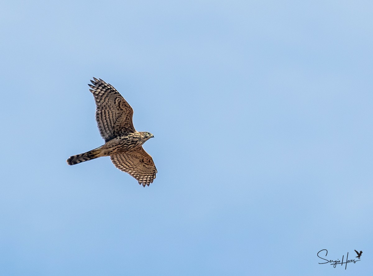 Eurasian Goshawk - ML645555037
