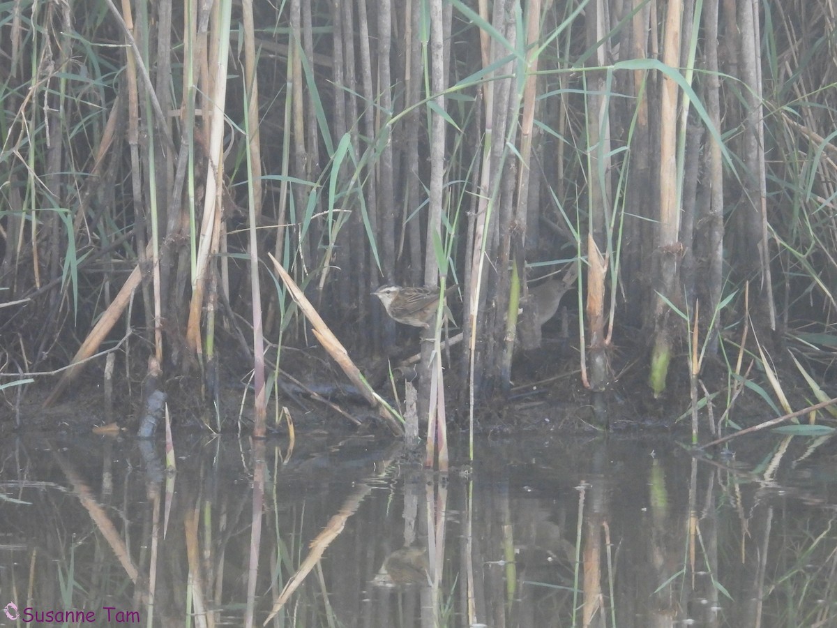 Sedge Warbler - ML645555041