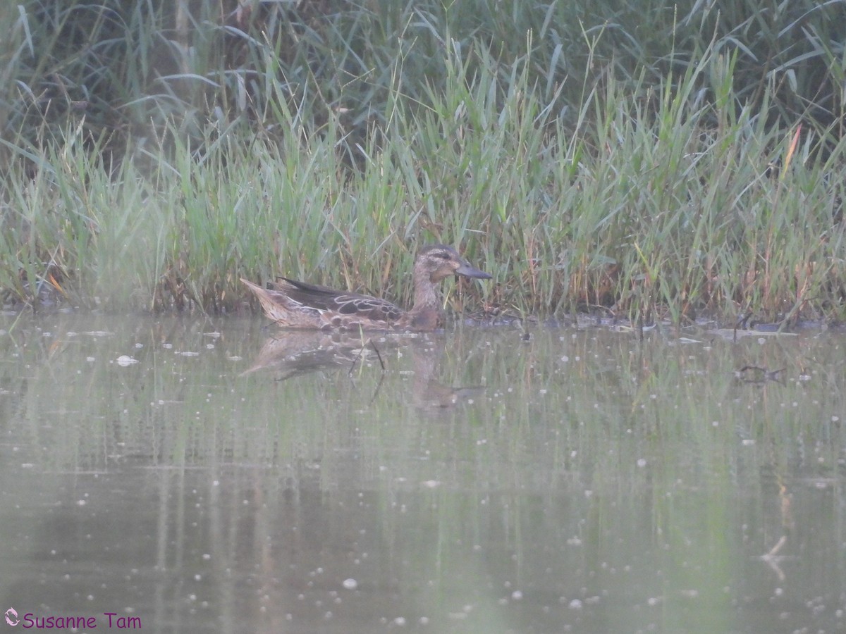 Garganey - ML645555051
