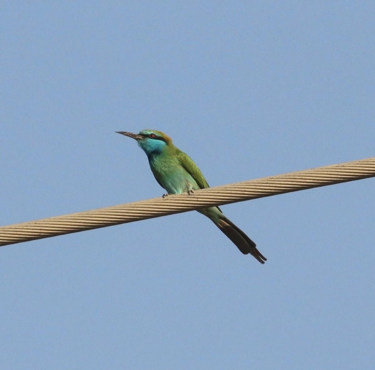 Erle-txori berde arabiarra - ML645555054