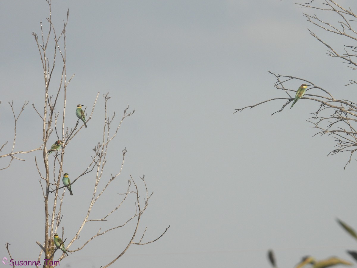 European Bee-eater - ML645555060