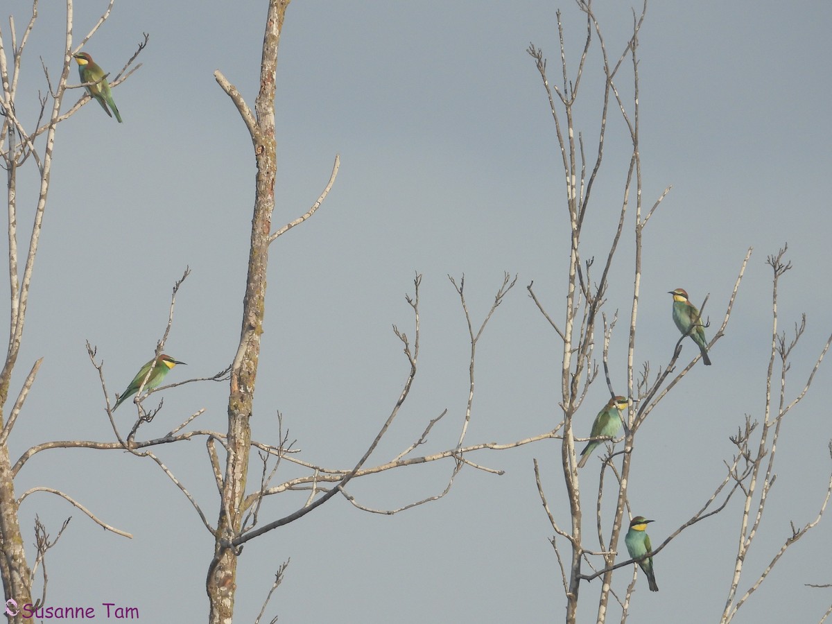 European Bee-eater - ML645555061