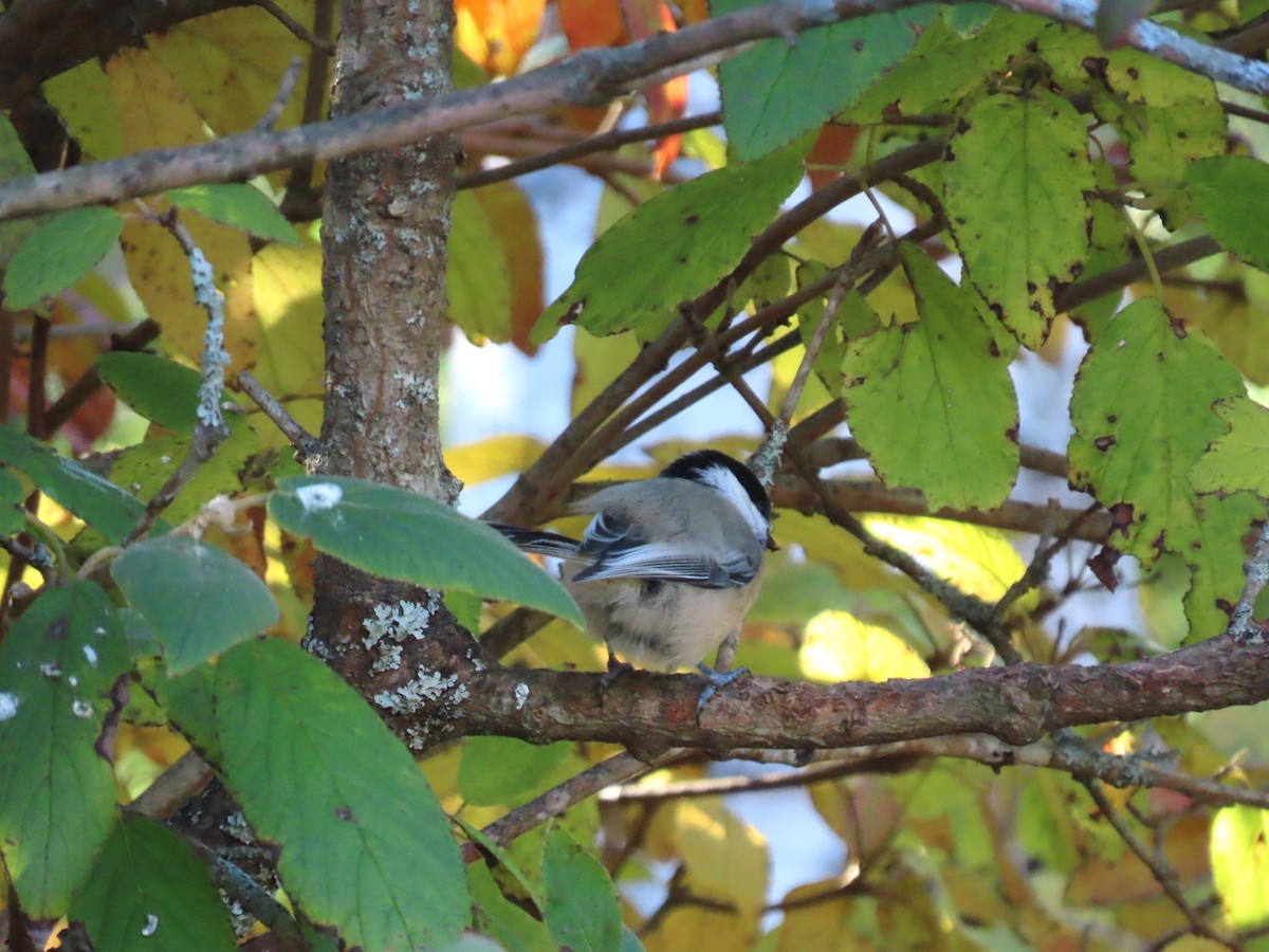 Black-capped Chickadee - ML645555073