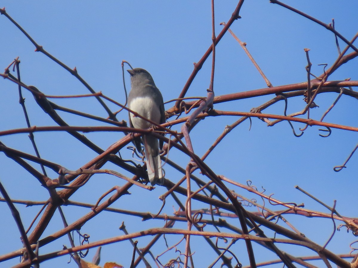 Dark-eyed Junco (Slate-colored) - ML645555090