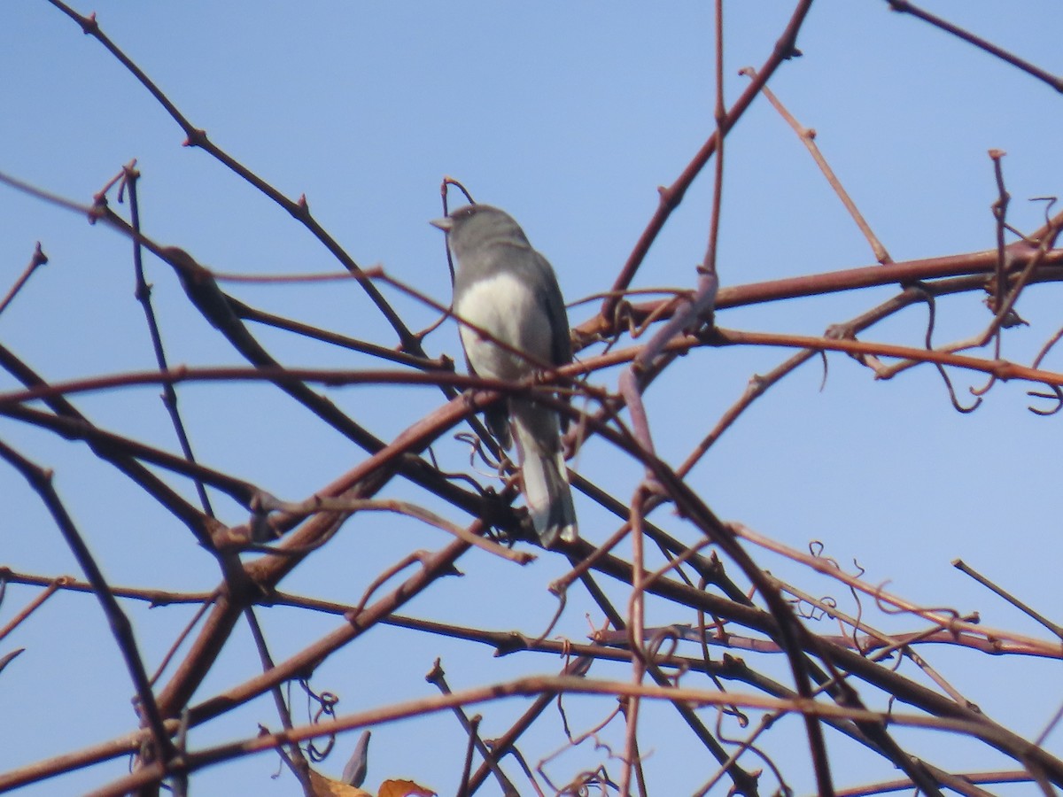 Dark-eyed Junco (Slate-colored) - ML645555091