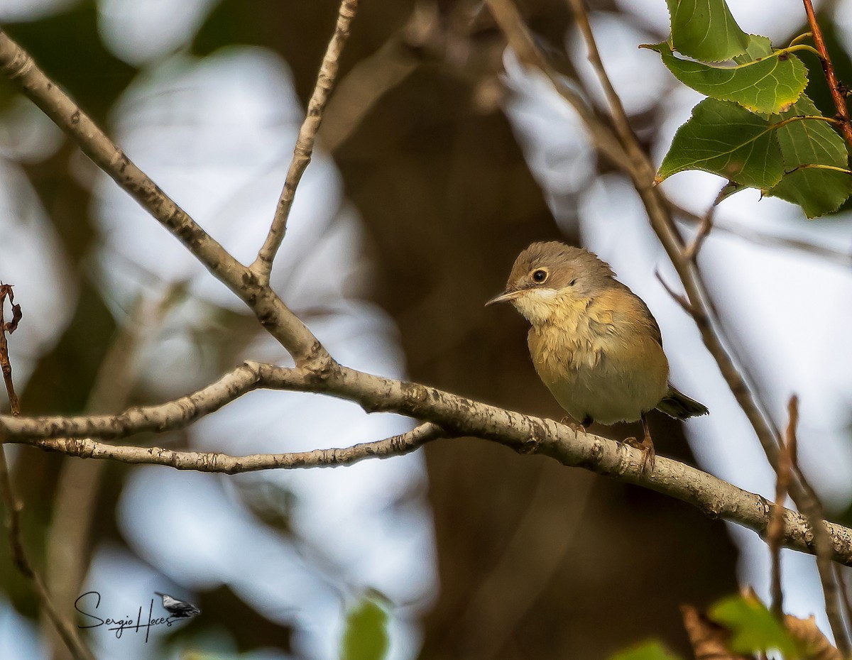 Western Subalpine Warbler - ML645555093