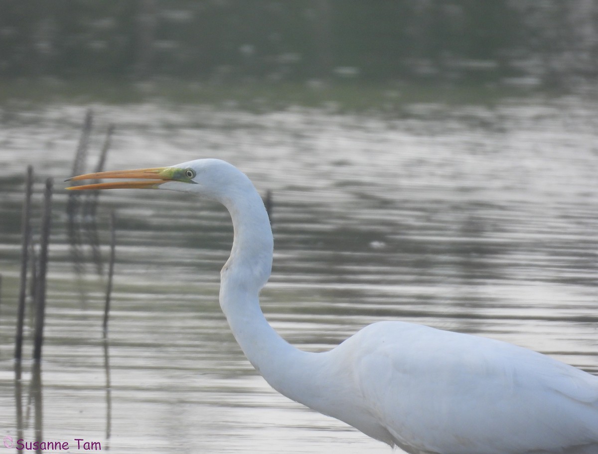 Great Egret - ML645555109