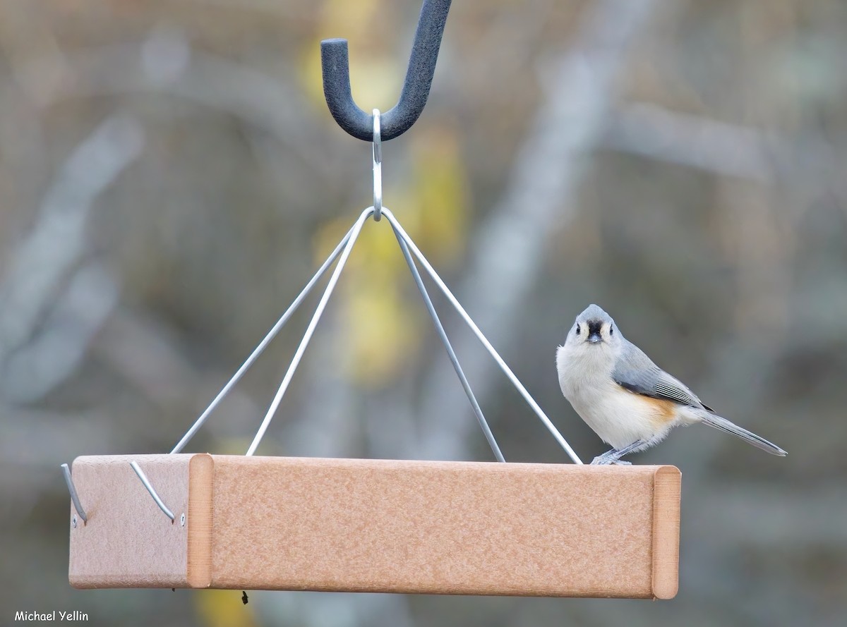 Tufted Titmouse - ML645555129