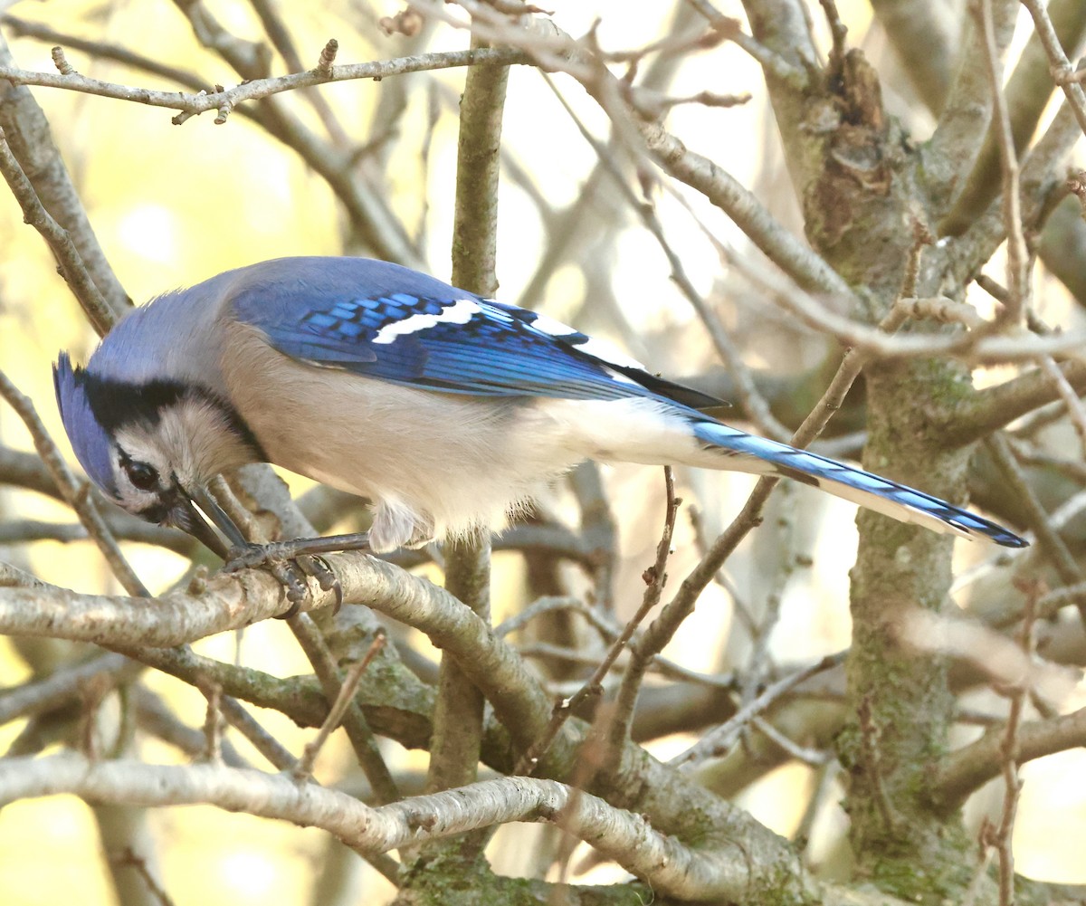 Blue Jay - ML645555138